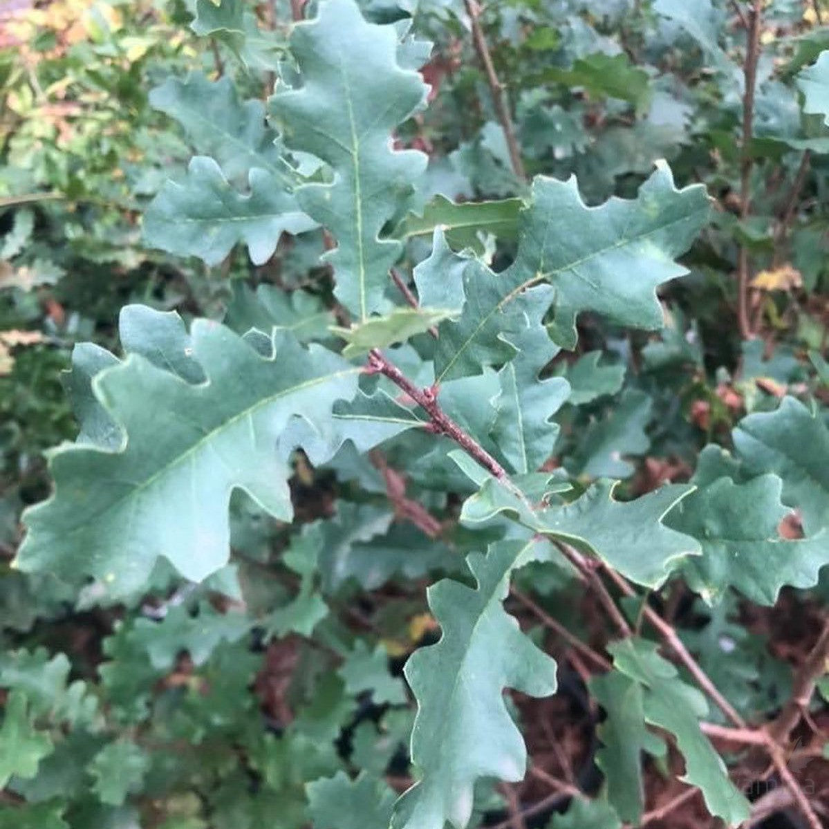 Quercus lobata 2