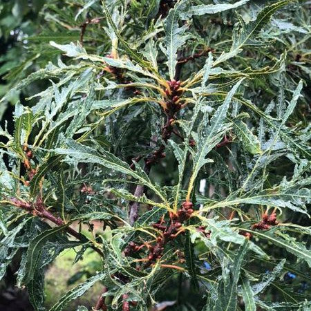 Quercus robur Pectinata 1