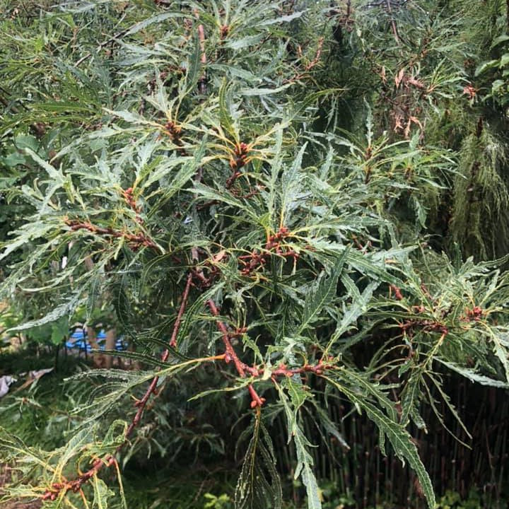Quercus robur Pectinata 2