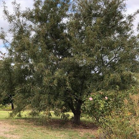 Quercus robur Pectinata 3