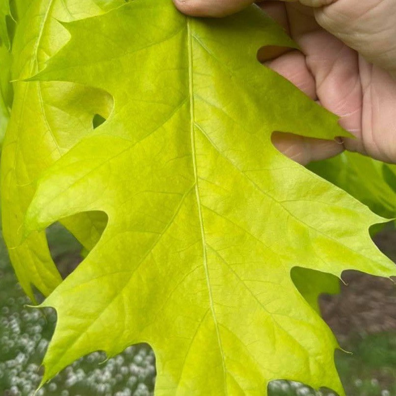 Quercus rubra Aurea 2