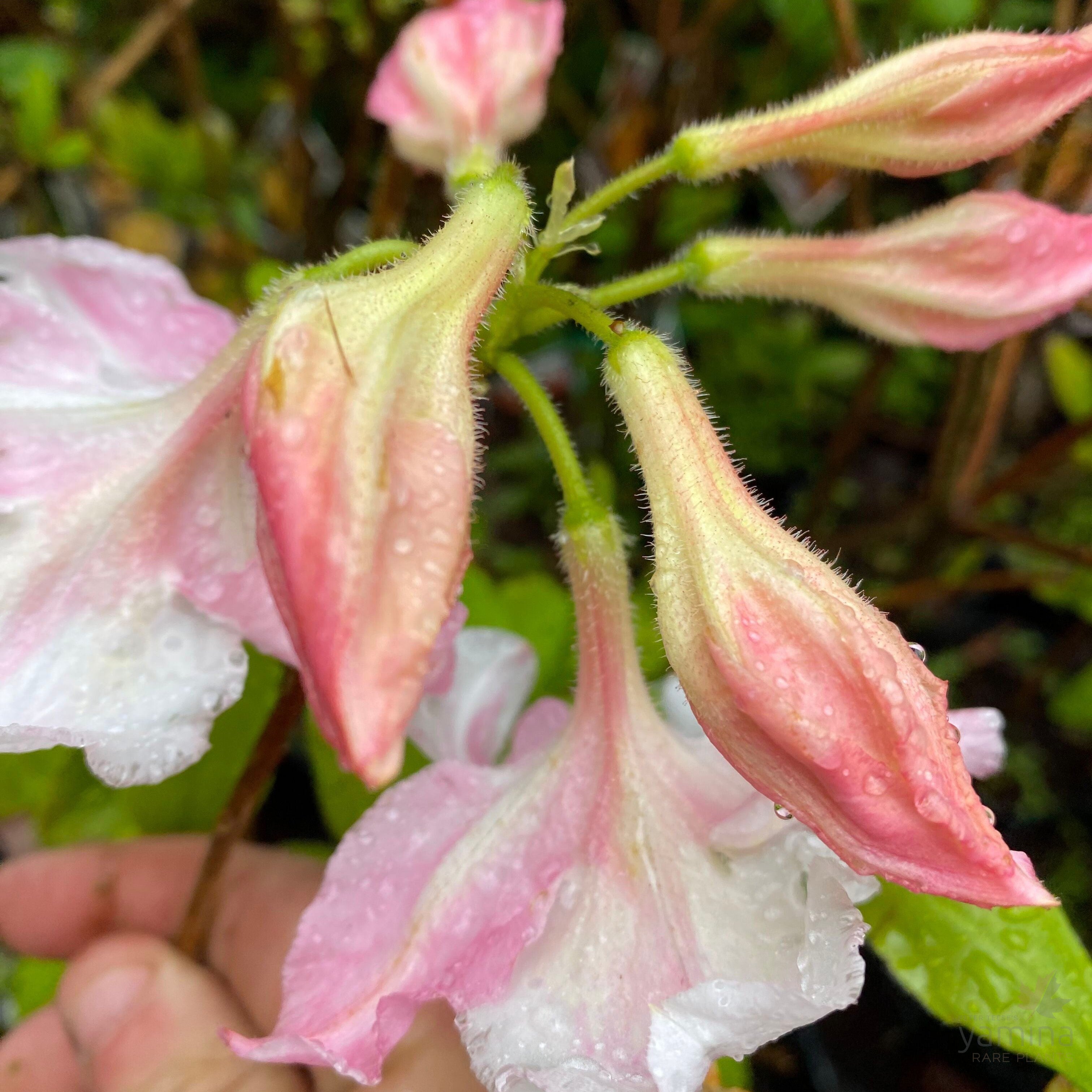 Rhododendron 'Sylphides’ 2