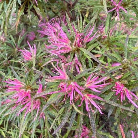 Rhododendron linearifolium 1