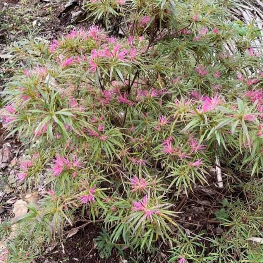 Rhododendron linearifolium 2