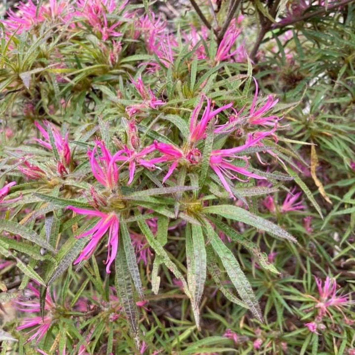 Rhododendron linearifolium 3