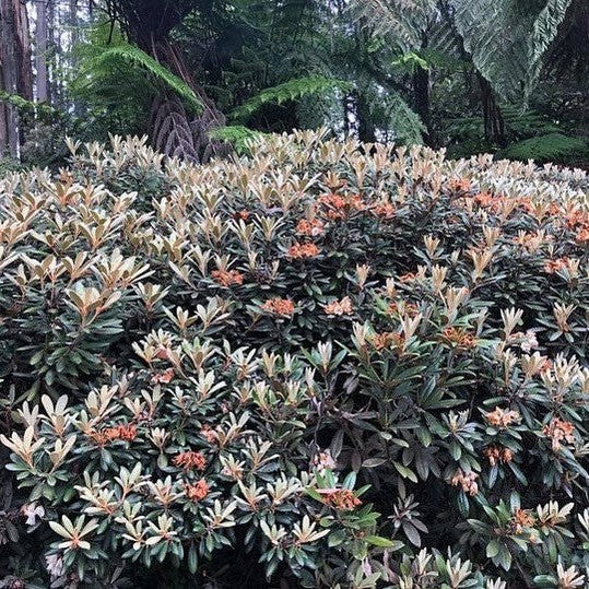 Rhododendron yakushimanum 2