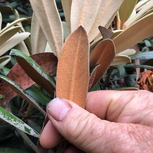 Rhododendron yakushimanum 3