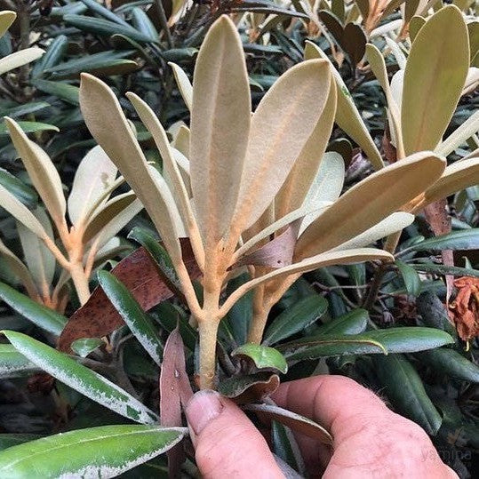 Rhododendron yakushimanum 4