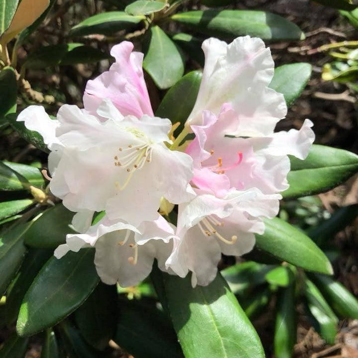 Rhododendron yakushimanum 6