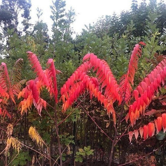 Rhus copallina 3