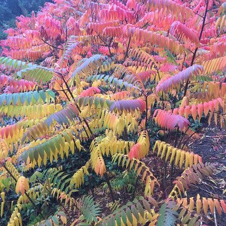 Rhus copallina 4