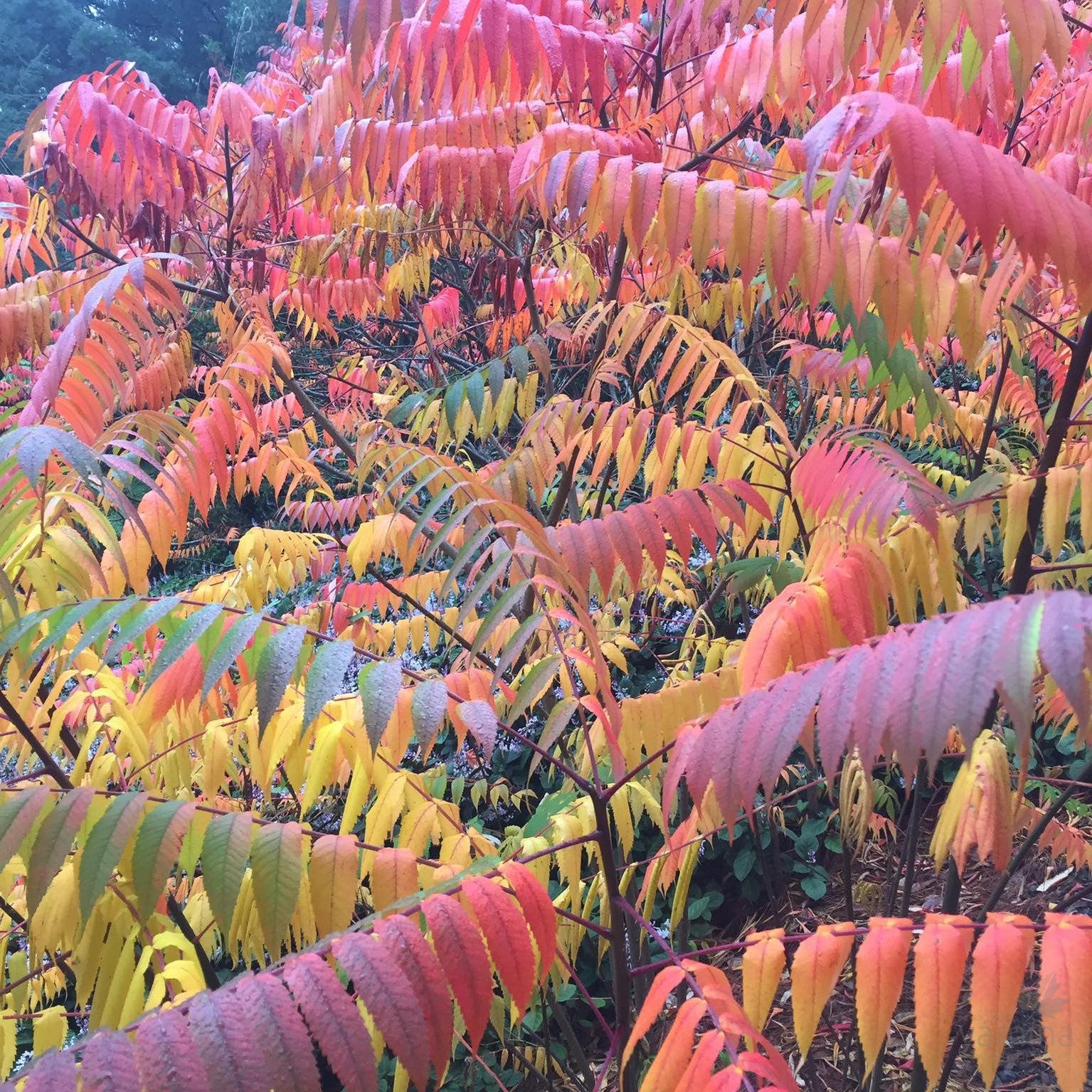 Rhus copallina 5