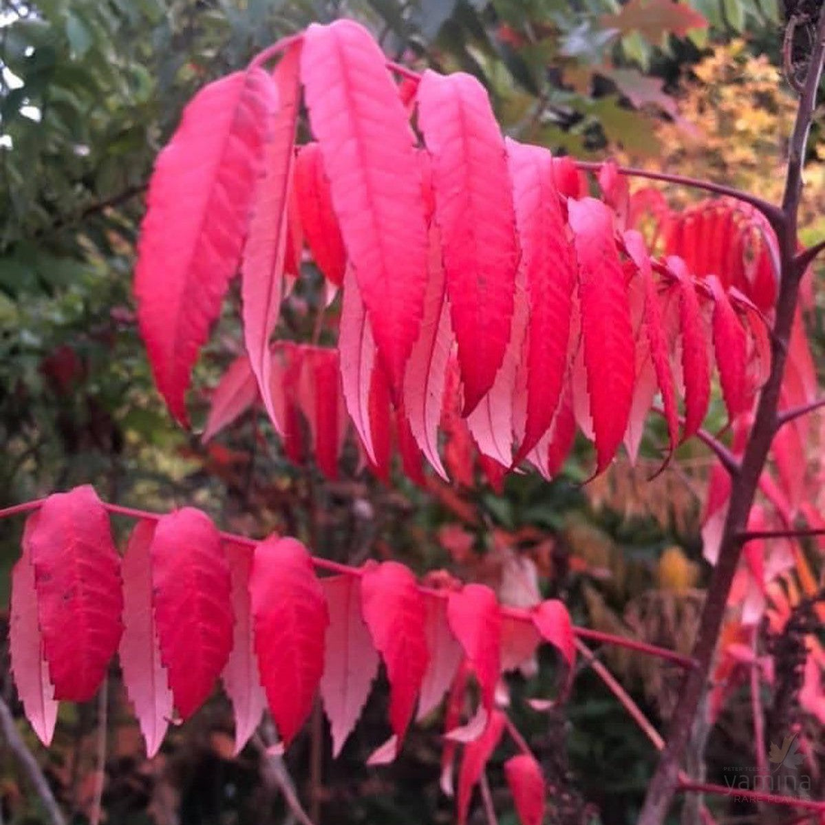 Rhus glabra 1