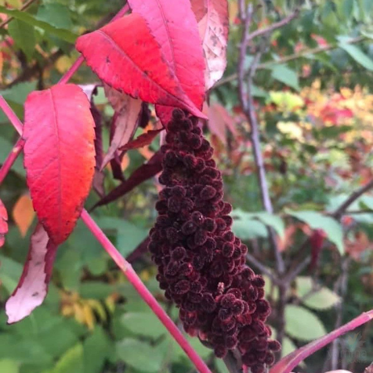 Rhus glabra 2