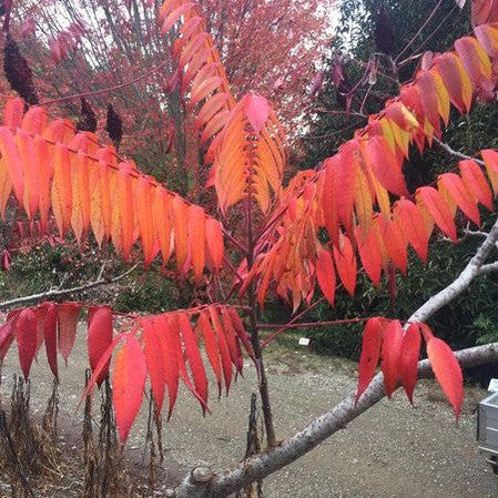 Rhus glabra 3