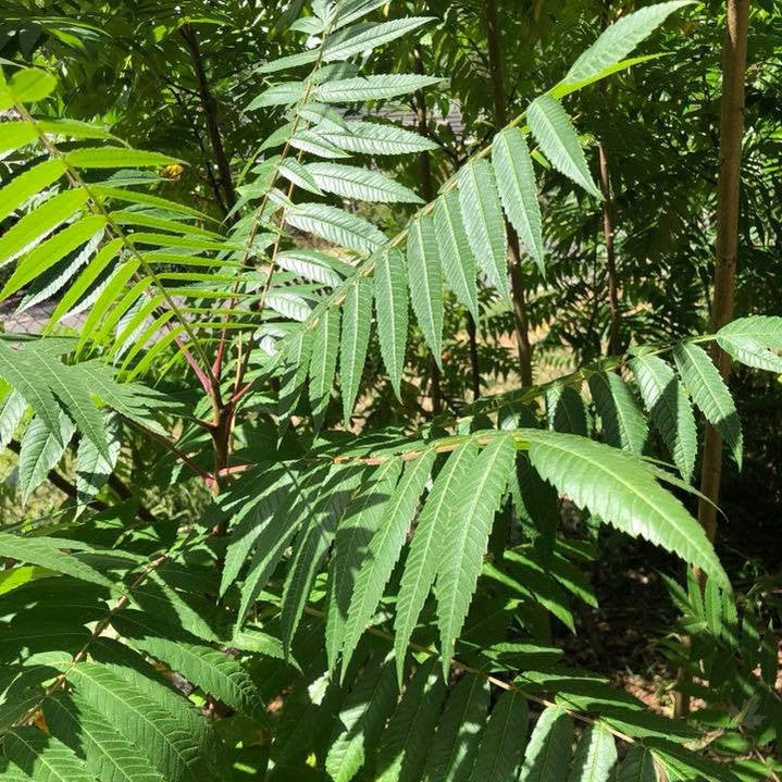 Rhus glabra 5