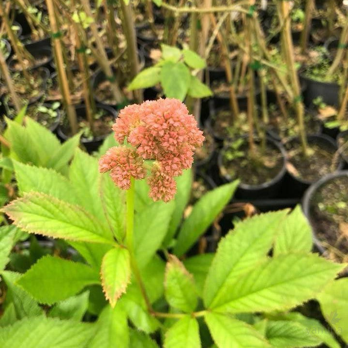 Rodgersia aesculifolia 1