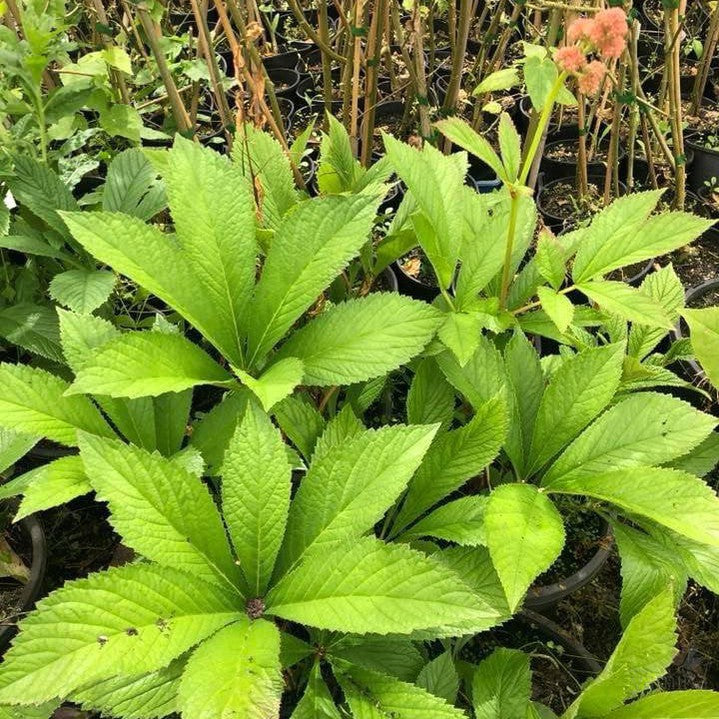 Rodgersia aesculifolia 2