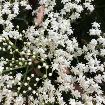 Sambucus nigra 1