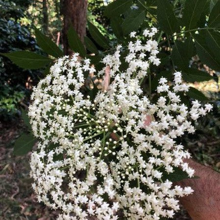 Sambucus nigra 2