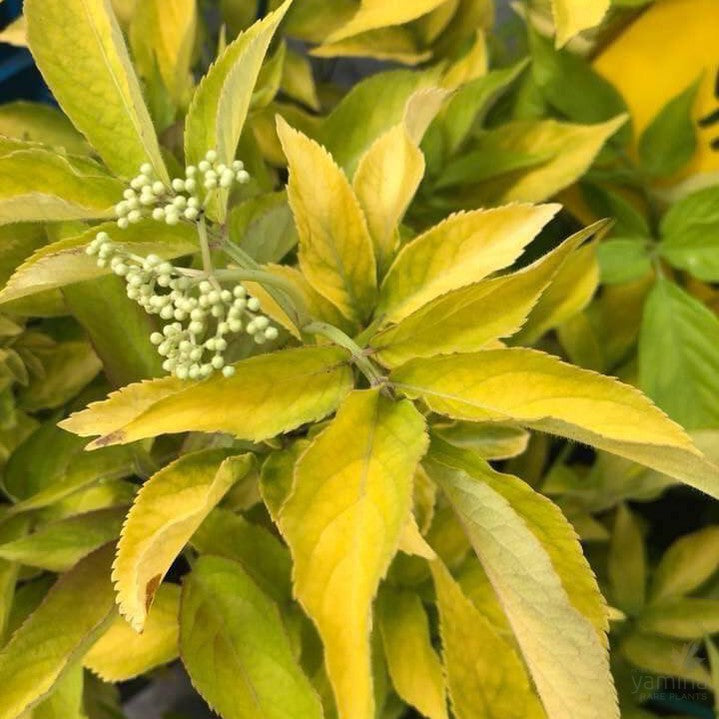 Sambucus nigra Aurea 3