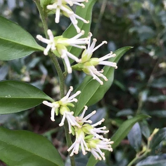 Sarcococca confusa 1