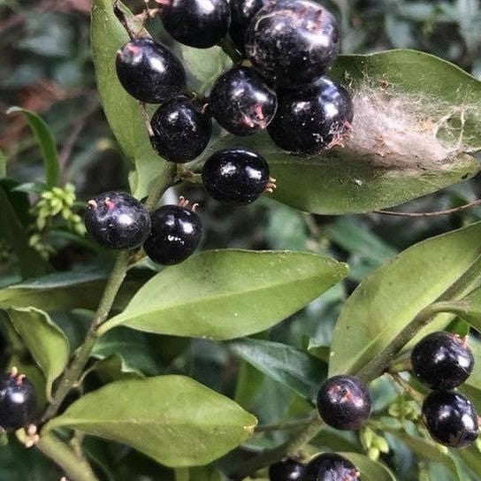 Sarcococca confusa 4