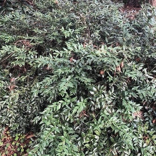 Sarcococca confusa 5