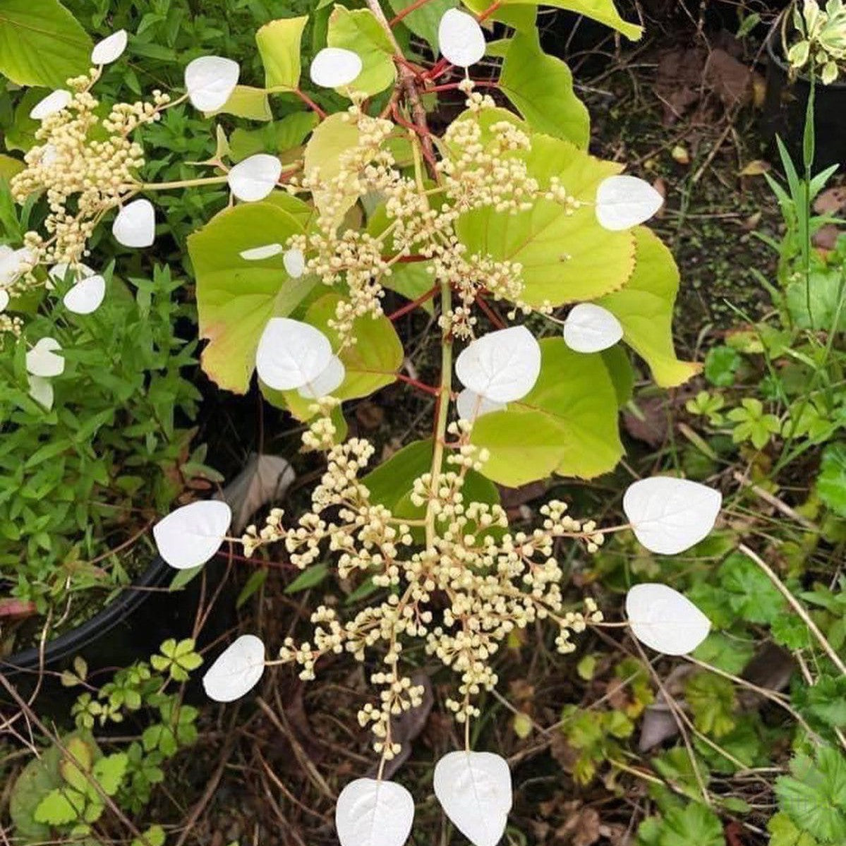 Schizophragma Moonlight 3