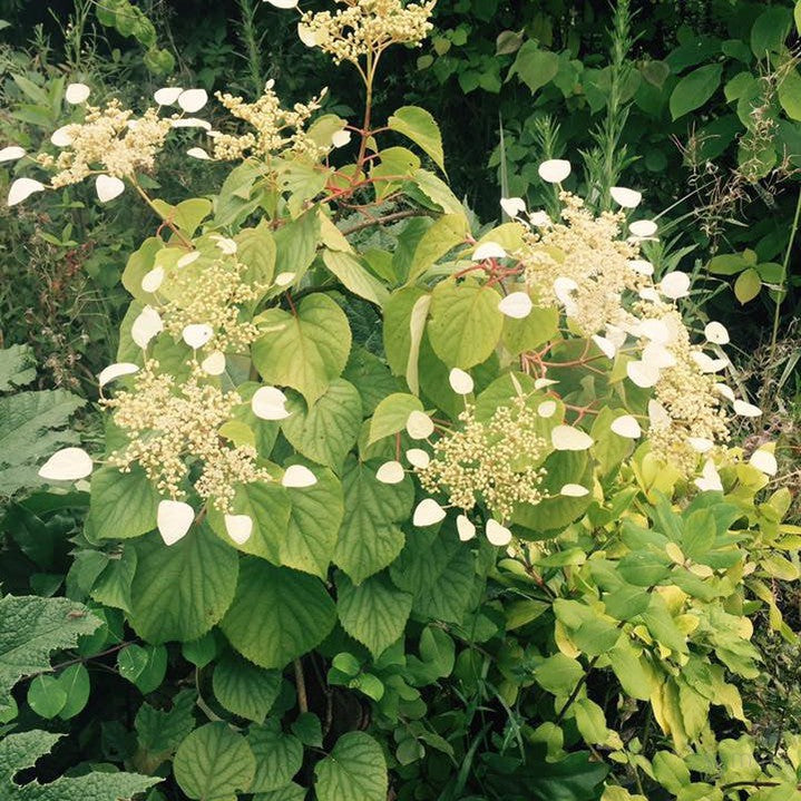 Schizophragma Moonlight 4