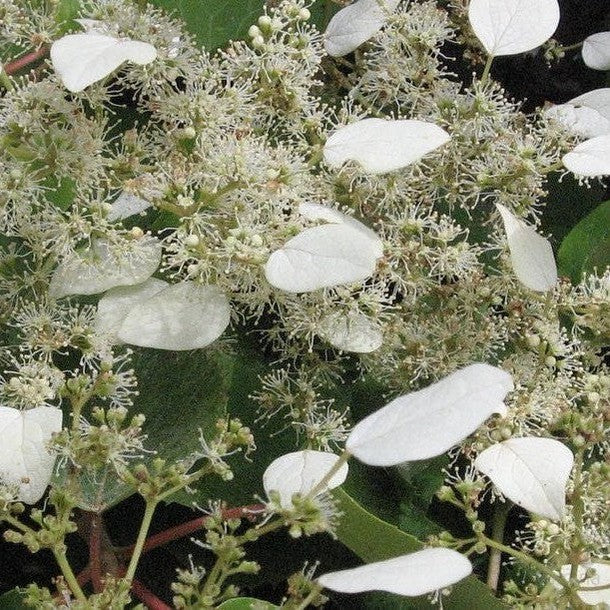 Schizophragma hydrangeoides 1