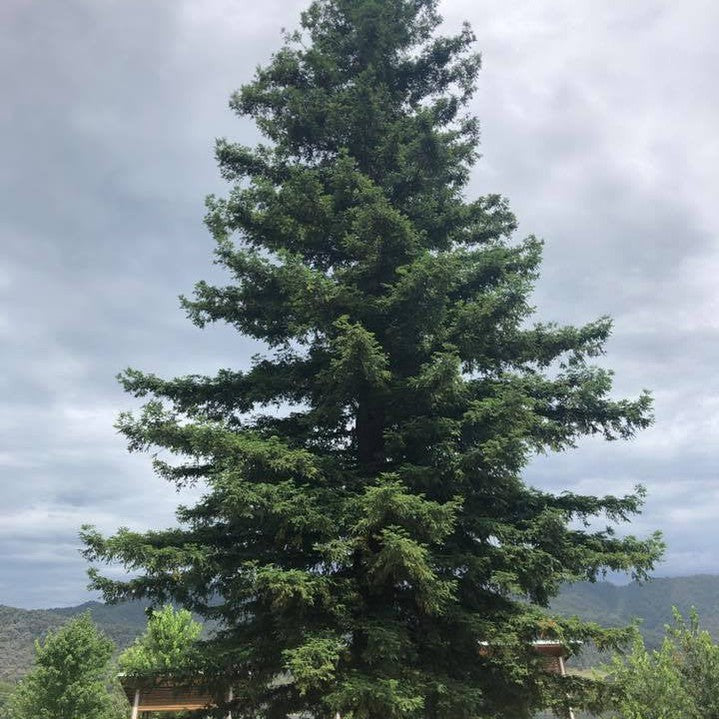 Sequoia sempervirens 5