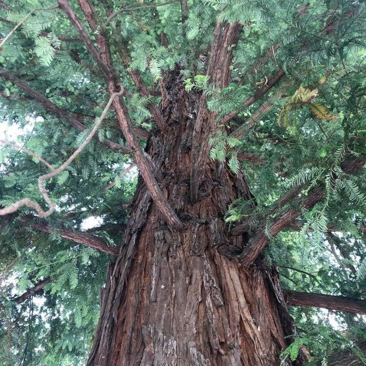 Sequoia sempervirens 6