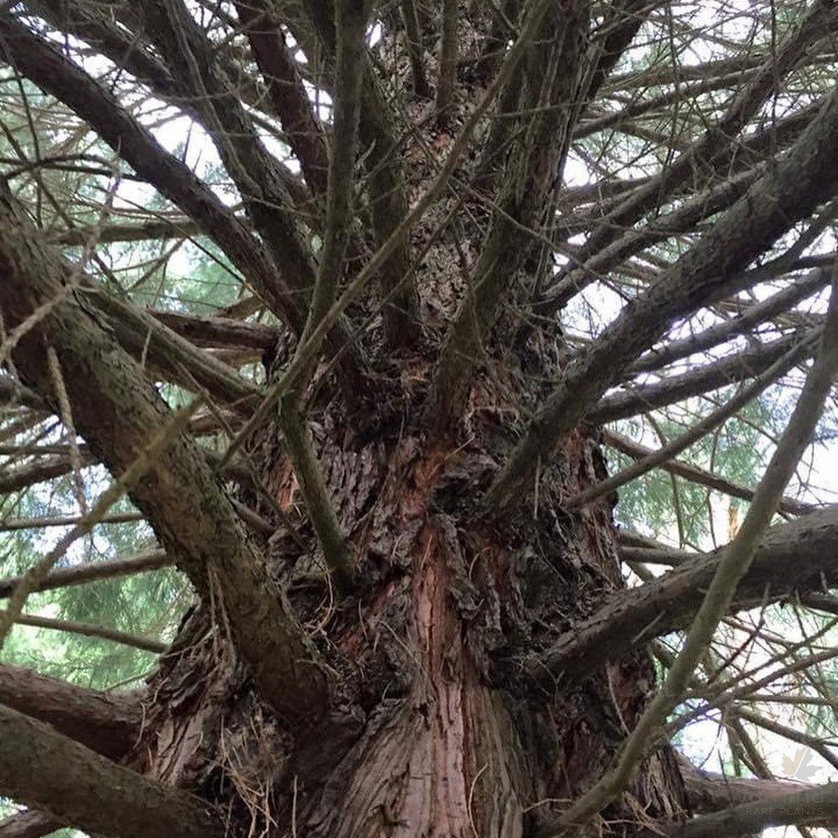 Sequoiadendron giganteum 3