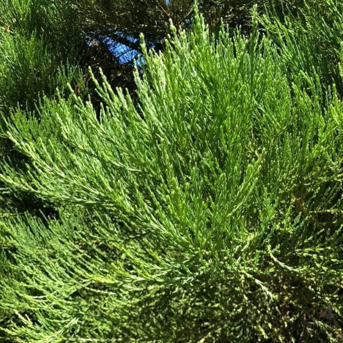 Sequoiadendron giganteum 4