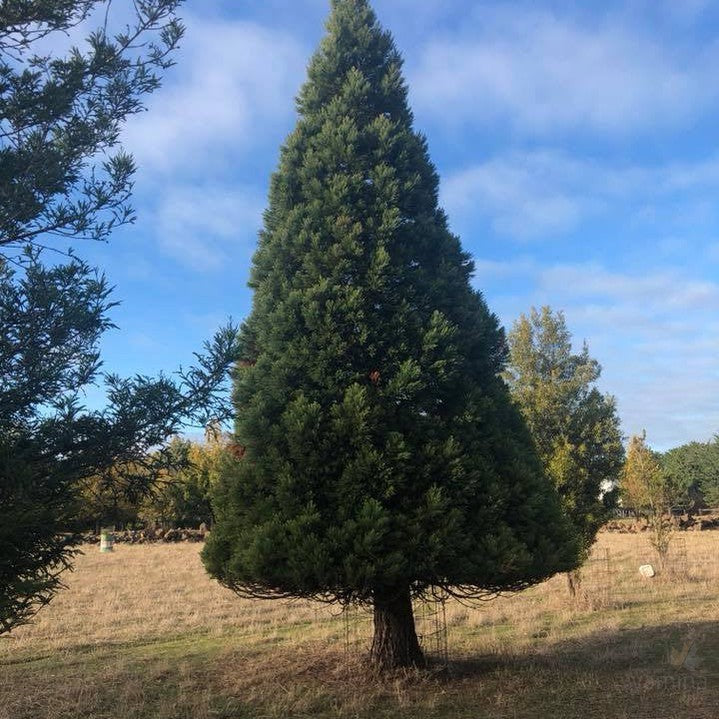 Sequoiadendron giganteum 5