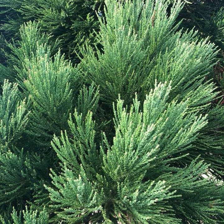 Sequoiadendron giganteum 6