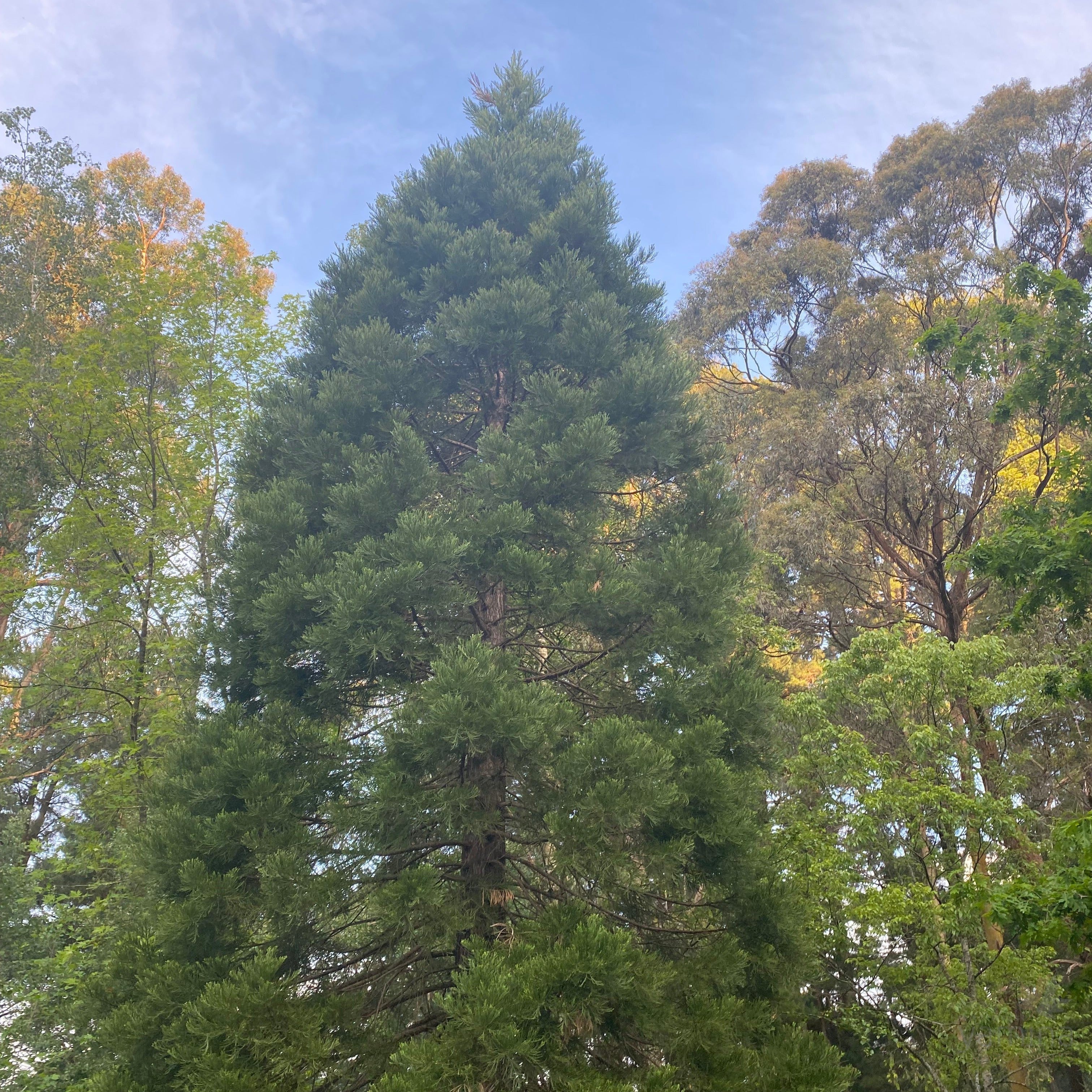 Sequoiadendron giganteum 7-1