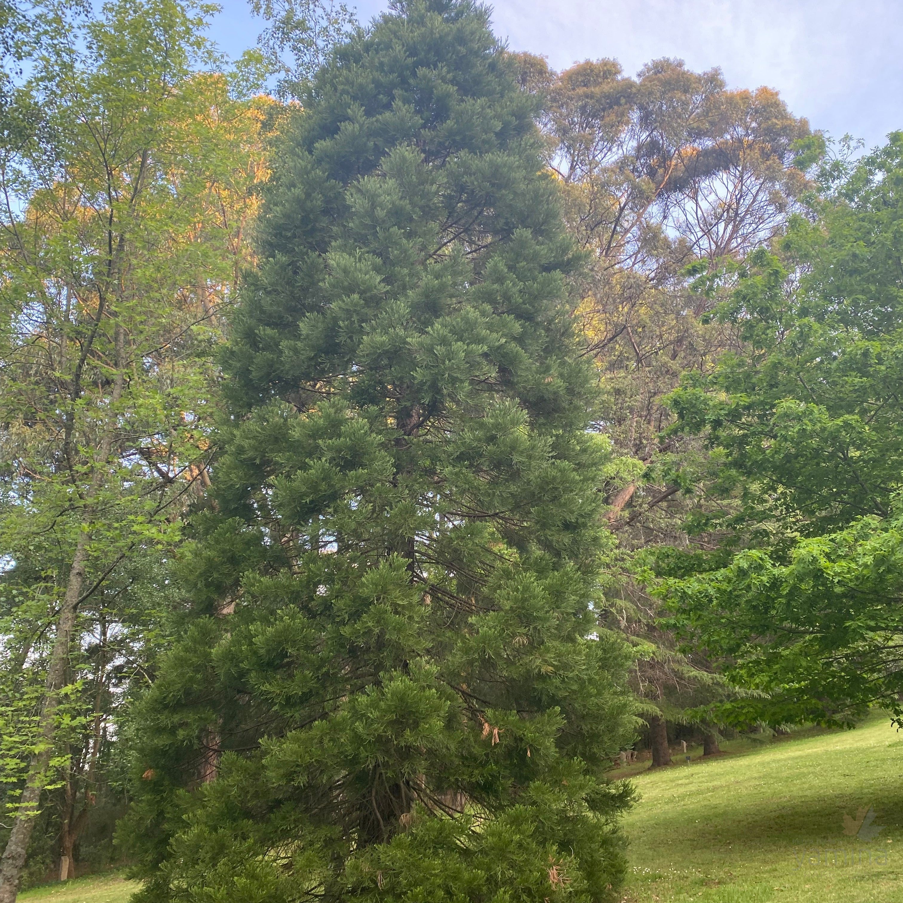 Sequoiadendron giganteum 7-2