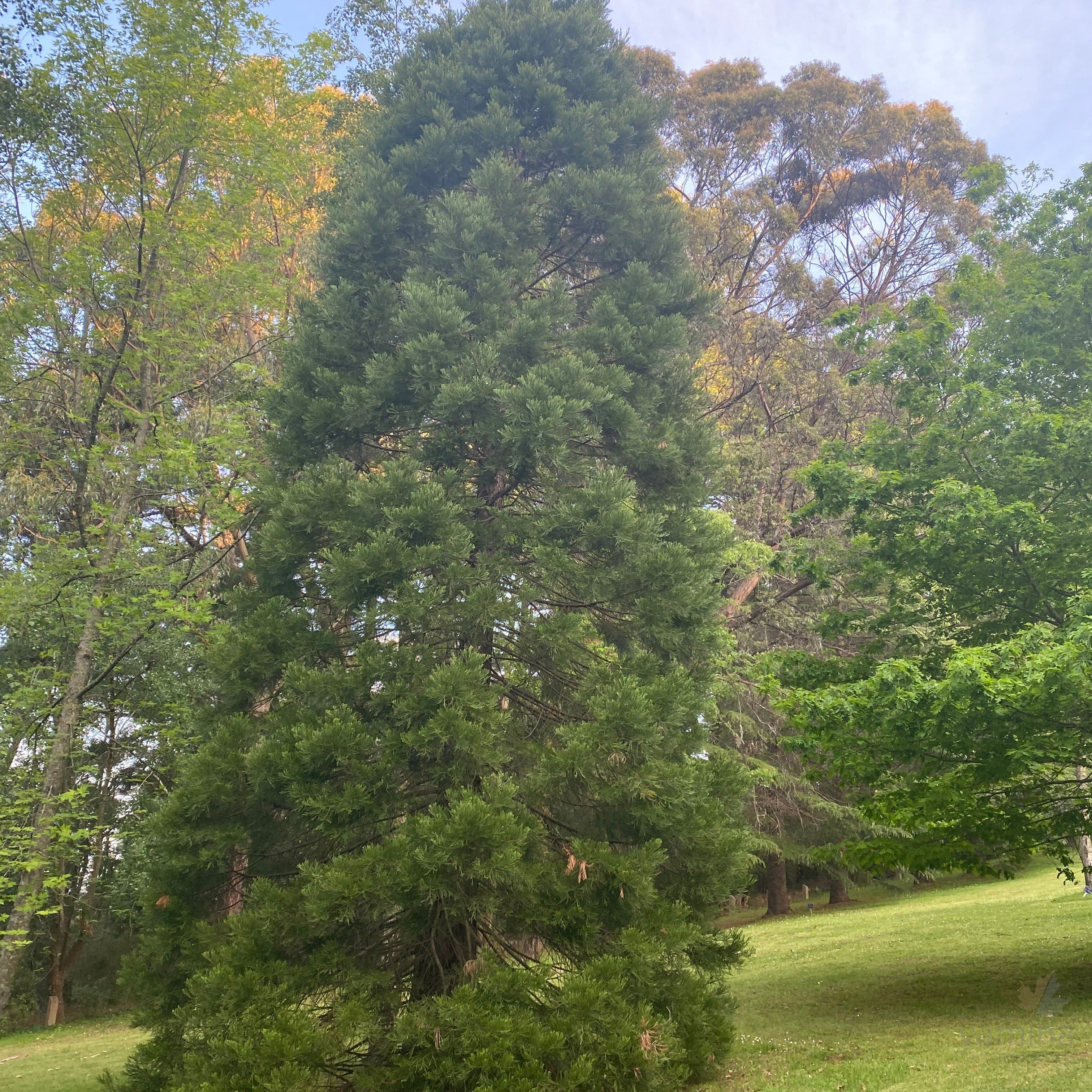 Sequoiadendron giganteum 7-3