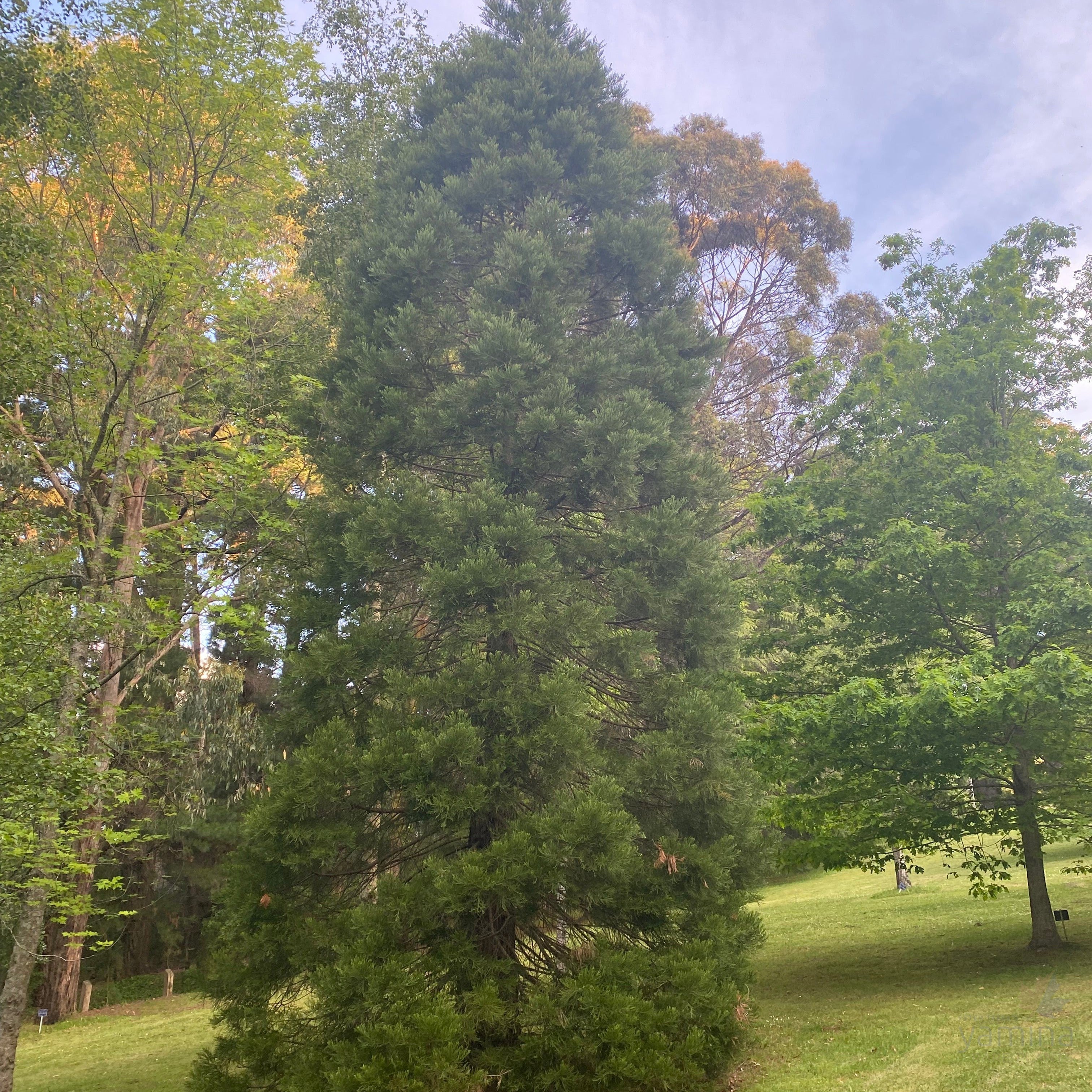 Sequoiadendron giganteum 7-4