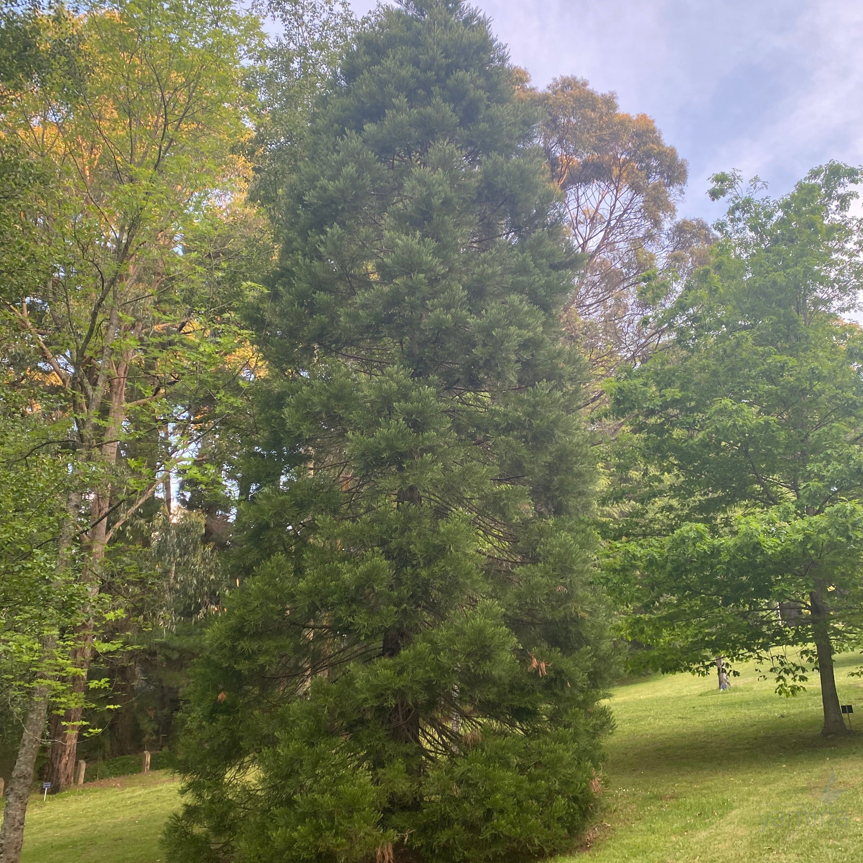 Sequoiadendron giganteum 7-5