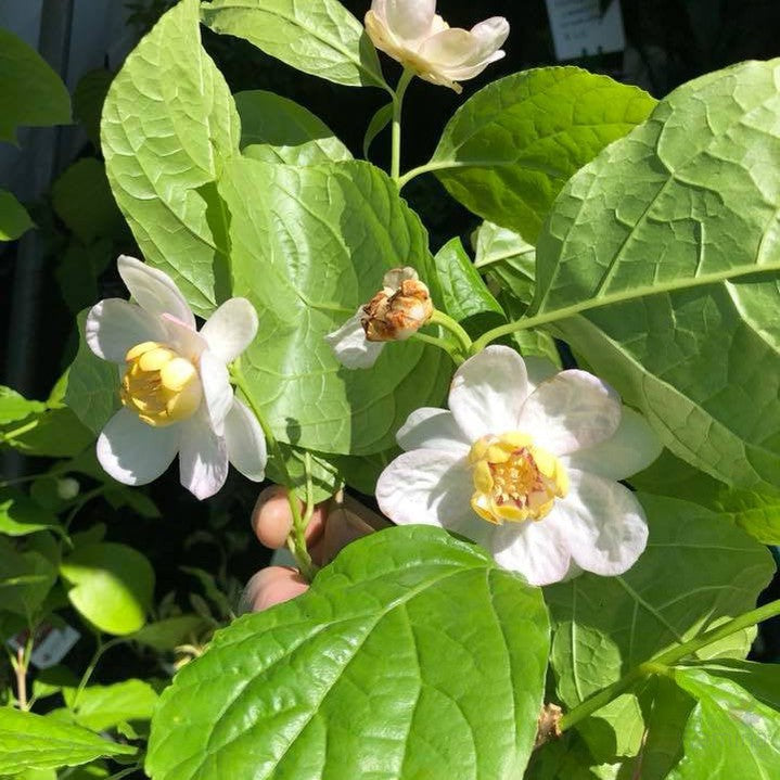 Sinocalycanthus sinensis 4