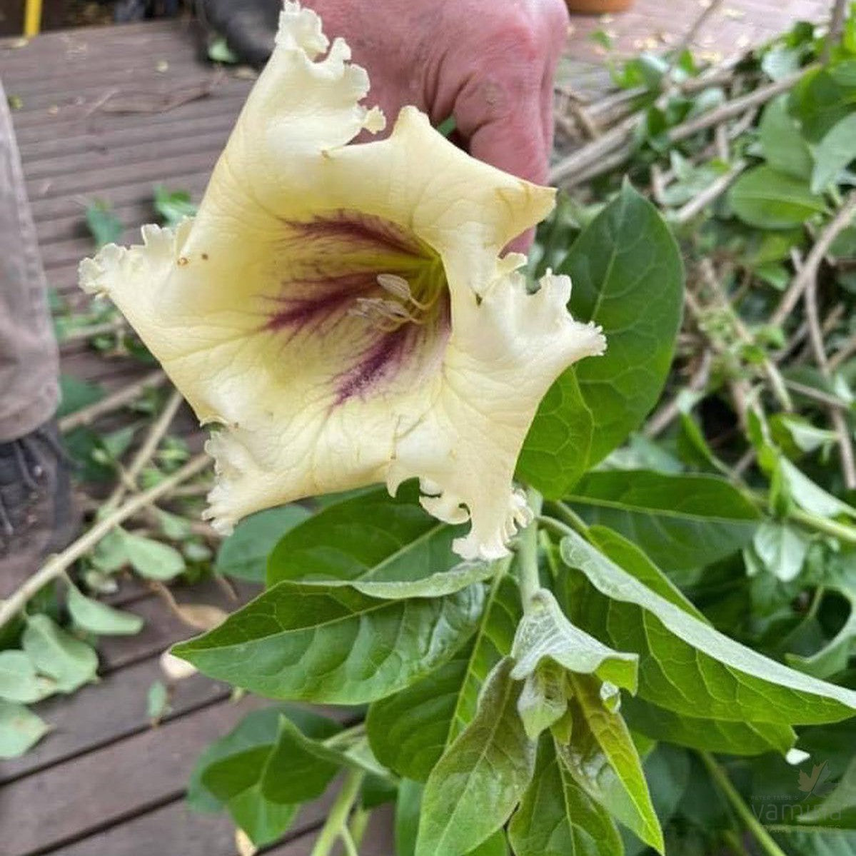 Solandra guttata 1