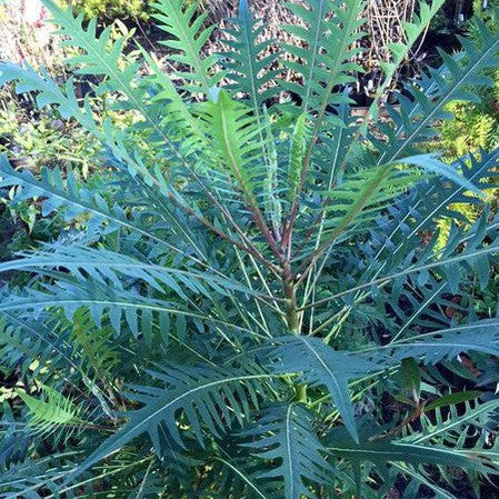 Sonchus palmensis 1