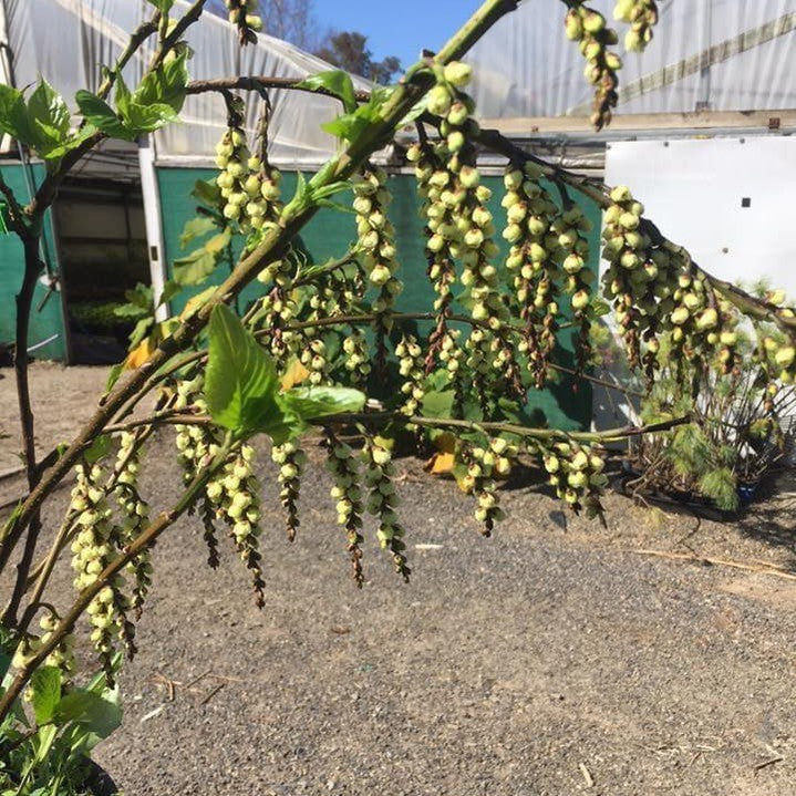 Stachyurus praecox 1