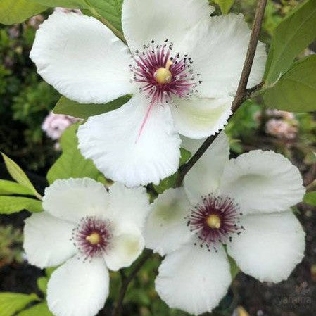 Stewartia malacodendron 1