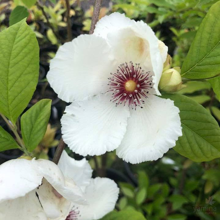 Stewartia malacodendron 2