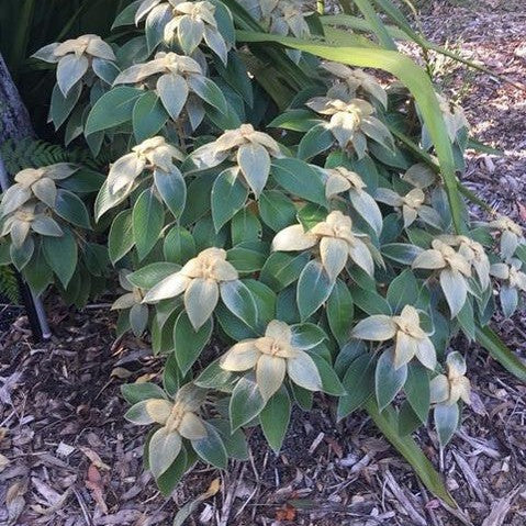 Strobilanthes gossypinus 1