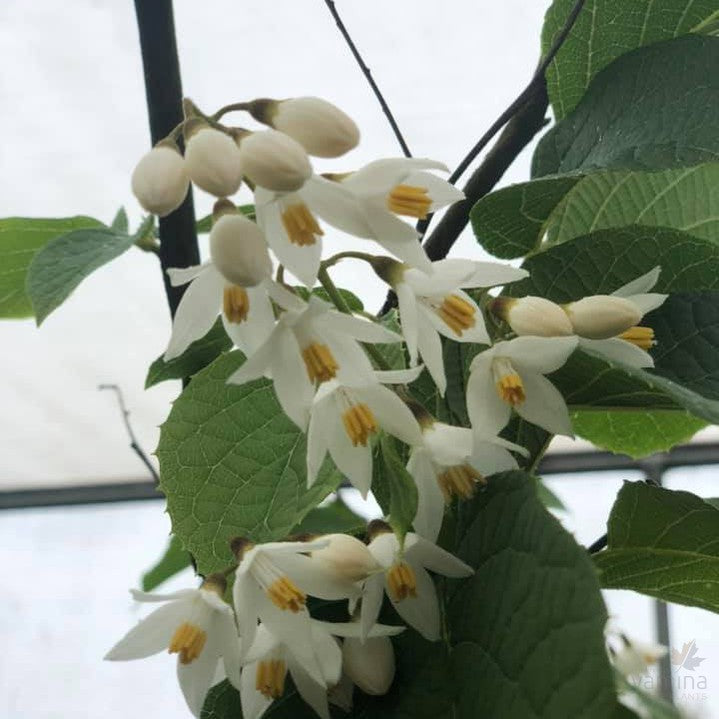 Styrax hemsleyanus 1